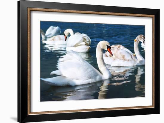 Swans on the Lake-Vakhrushev Pavel-Framed Photographic Print