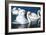 Swans on the Lake-Vakhrushev Pavel-Framed Photographic Print