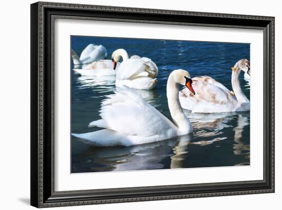 Swans on the Lake-Vakhrushev Pavel-Framed Photographic Print