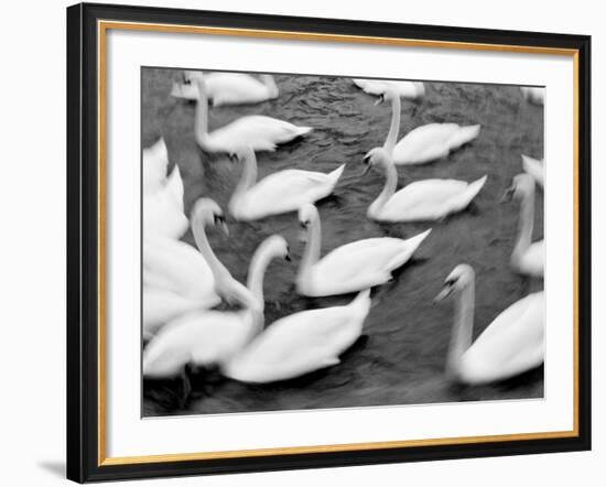 Swans on the Reuss River, Lucerne, Switzerland-Walter Bibikow-Framed Photographic Print