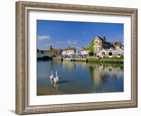 Swans on the River Frome, Wareham, Dorset, England, UK-Ruth Tomlinson-Framed Photographic Print