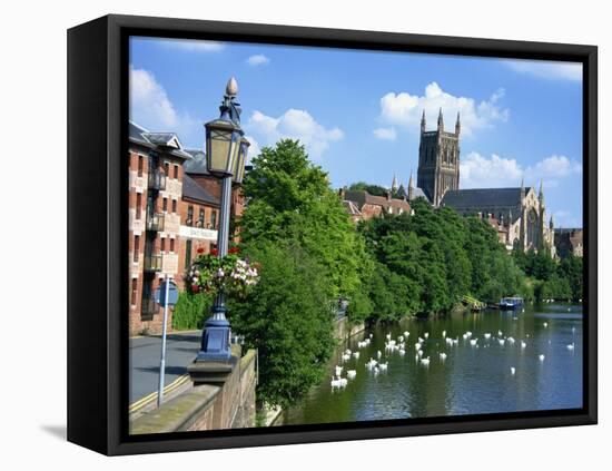 Swans on the River Severn and Cathedral, Worcester, Worcestershire, England, United Kingdom, Europe-David Hughes-Framed Premier Image Canvas