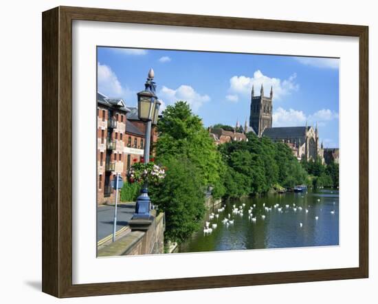 Swans on the River Severn and Cathedral, Worcester, Worcestershire, England, United Kingdom, Europe-David Hughes-Framed Photographic Print