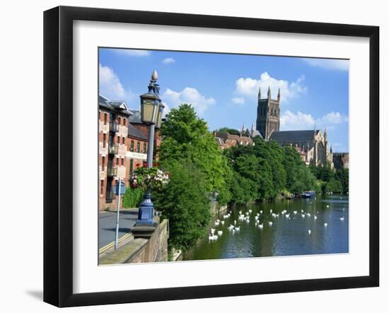 Swans on the River Severn and Cathedral, Worcester, Worcestershire, England, United Kingdom, Europe-David Hughes-Framed Photographic Print