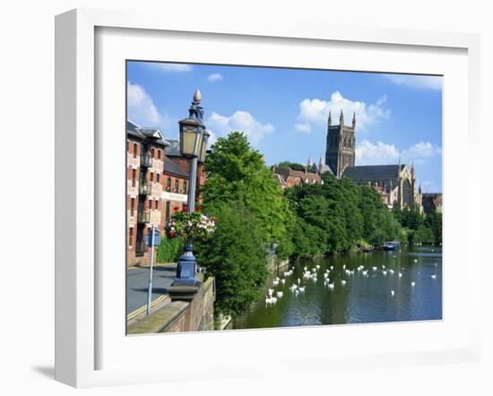 Swans on the River Severn and Cathedral, Worcester, Worcestershire, England, United Kingdom, Europe-David Hughes-Framed Photographic Print