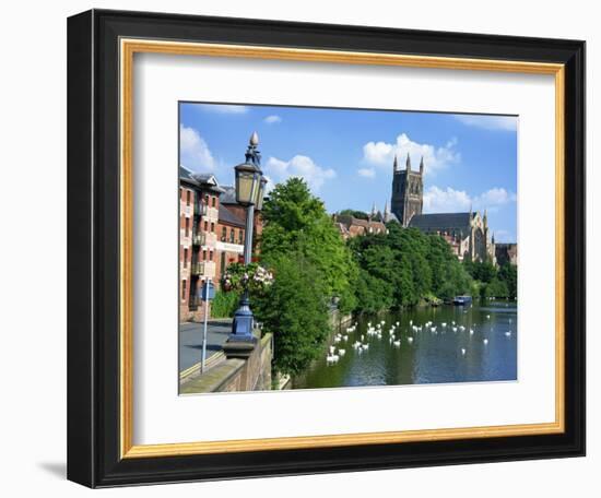 Swans on the River Severn and Cathedral, Worcester, Worcestershire, England, United Kingdom, Europe-David Hughes-Framed Photographic Print