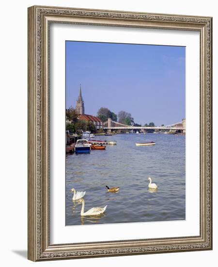 Swans on the River Thames with Suspension Bridge in the Background, England, UK-Charles Bowman-Framed Photographic Print