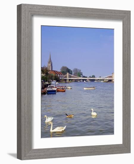 Swans on the River Thames with Suspension Bridge in the Background, England, UK-Charles Bowman-Framed Photographic Print