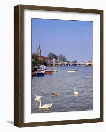 Swans on the River Thames with Suspension Bridge in the Background, England, UK-Charles Bowman-Framed Photographic Print