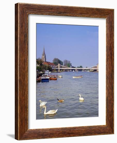 Swans on the River Thames with Suspension Bridge in the Background, England, UK-Charles Bowman-Framed Photographic Print
