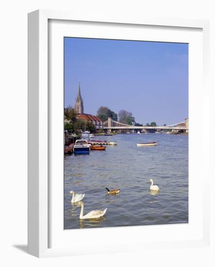 Swans on the River Thames with Suspension Bridge in the Background, England, UK-Charles Bowman-Framed Photographic Print