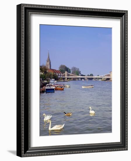 Swans on the River Thames with Suspension Bridge in the Background, England, UK-Charles Bowman-Framed Photographic Print