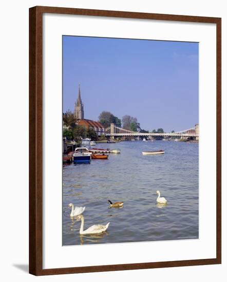 Swans on the River Thames with Suspension Bridge in the Background, England, UK-Charles Bowman-Framed Photographic Print
