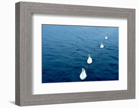 Swans on the Vltava River, Prague, Czech Republic-null-Framed Photographic Print