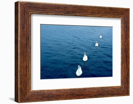 Swans on the Vltava River, Prague, Czech Republic-null-Framed Photographic Print