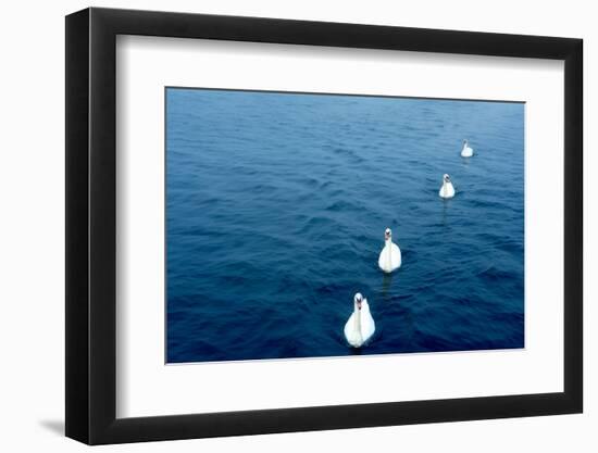Swans on the Vltava River, Prague, Czech Republic-null-Framed Photographic Print