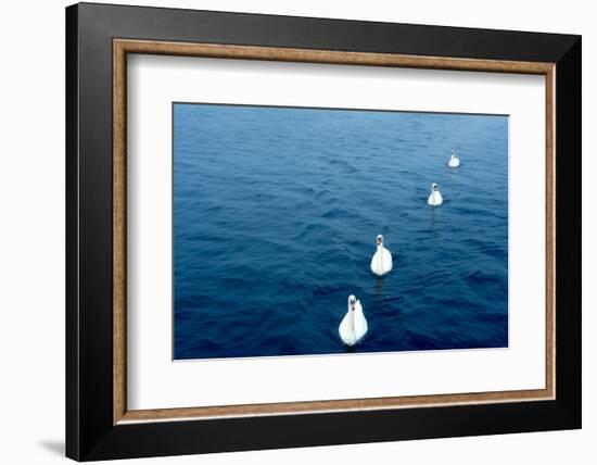 Swans on the Vltava River, Prague, Czech Republic-null-Framed Photographic Print