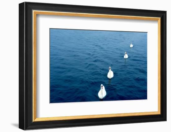 Swans on the Vltava River, Prague, Czech Republic-null-Framed Photographic Print