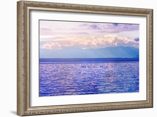 Swans on Water at Sunset Lighting-Dashabelozerova-Framed Photographic Print