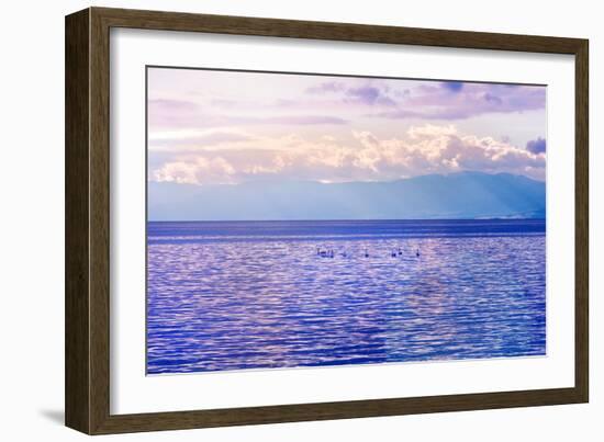 Swans on Water at Sunset Lighting-Dashabelozerova-Framed Photographic Print