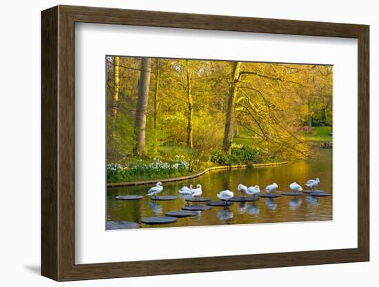 Swans Resting on Pond Stepping Stones-Anna Miller-Framed Photographic Print