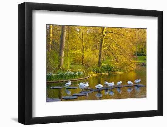 Swans Resting on Pond Stepping Stones-Anna Miller-Framed Photographic Print