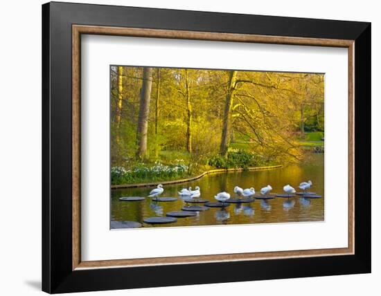 Swans Resting on Pond Stepping Stones-Anna Miller-Framed Photographic Print