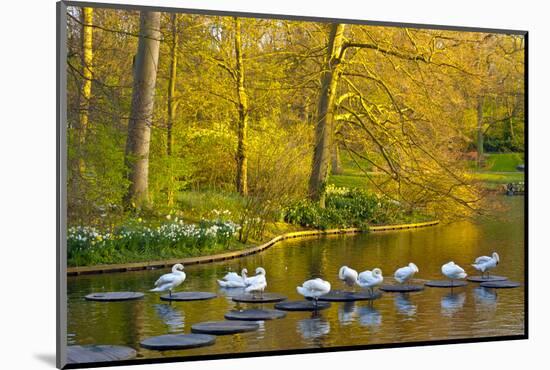 Swans Resting on Pond Stepping Stones-Anna Miller-Mounted Photographic Print