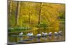 Swans Resting on Pond Stepping Stones-Anna Miller-Mounted Photographic Print