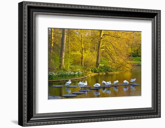 Swans Resting on Pond Stepping Stones-Anna Miller-Framed Photographic Print