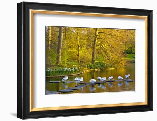 Swans Resting on Pond Stepping Stones-Anna Miller-Framed Photographic Print