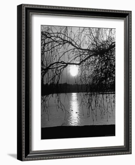 Swans Swimming Through the Moonlight Streaks on Pond-Cornell Capa-Framed Photographic Print