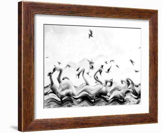 Swans waves-Silvia Dinca-Framed Photographic Print