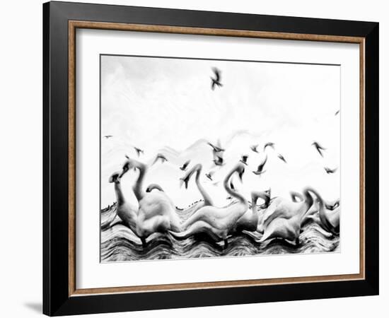 Swans waves-Silvia Dinca-Framed Photographic Print