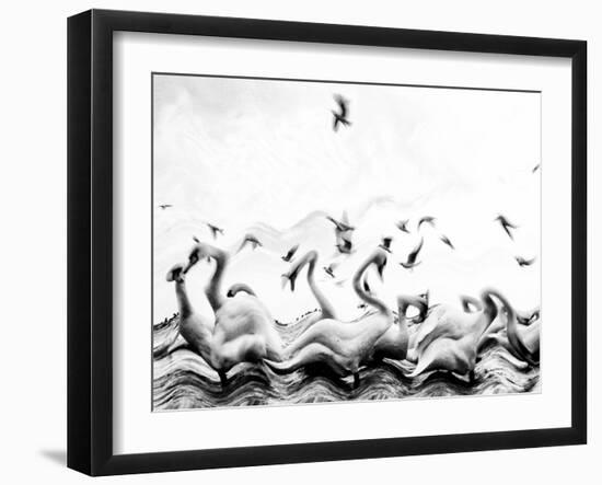 Swans waves-Silvia Dinca-Framed Photographic Print