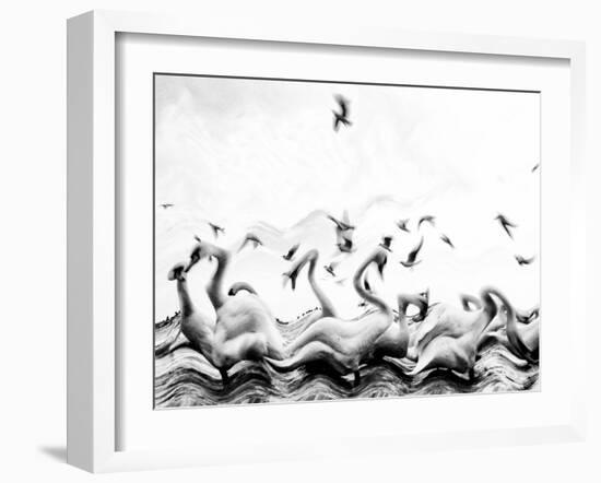 Swans waves-Silvia Dinca-Framed Photographic Print