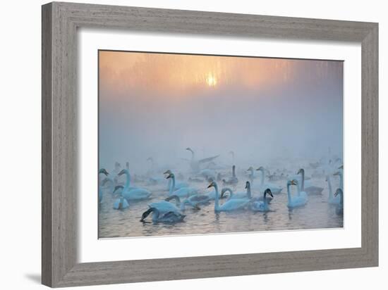 Swans Wintering Altai Krai Siberia Russia-Pavel Filatov-Framed Photographic Print