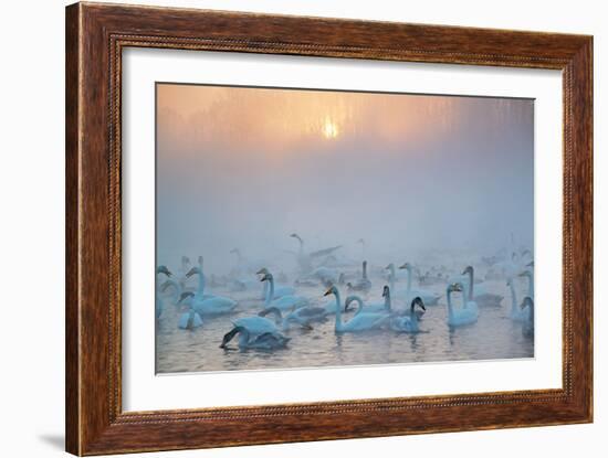 Swans Wintering Altai Krai Siberia Russia-Pavel Filatov-Framed Photographic Print