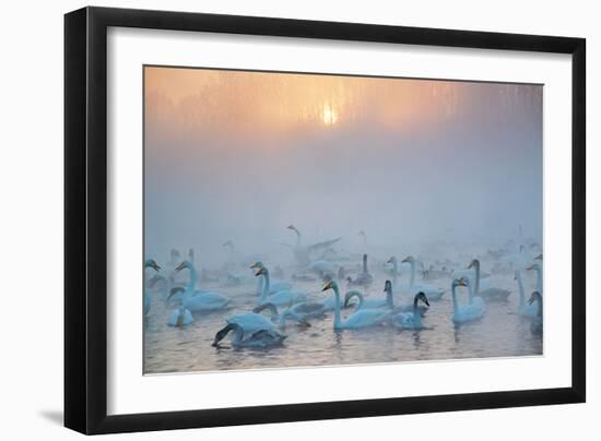 Swans Wintering Altai Krai Siberia Russia-Pavel Filatov-Framed Photographic Print