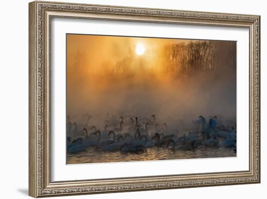 Swans Wintering Altai Krai Siberia Russia-Pavel Filatov-Framed Photographic Print