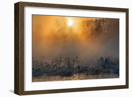 Swans Wintering Altai Krai Siberia Russia-Pavel Filatov-Framed Photographic Print