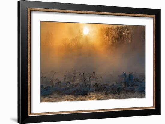 Swans Wintering Altai Krai Siberia Russia-Pavel Filatov-Framed Photographic Print