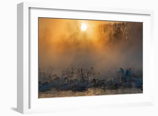 Swans Wintering Altai Krai Siberia Russia-Pavel Filatov-Framed Photographic Print