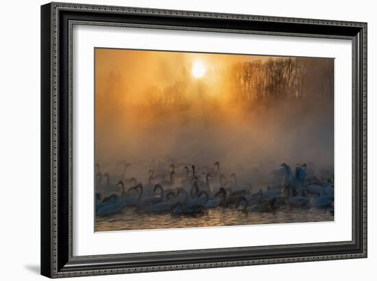 Swans Wintering Altai Krai Siberia Russia-Pavel Filatov-Framed Photographic Print