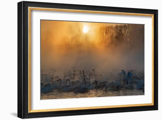 Swans Wintering Altai Krai Siberia Russia-Pavel Filatov-Framed Photographic Print