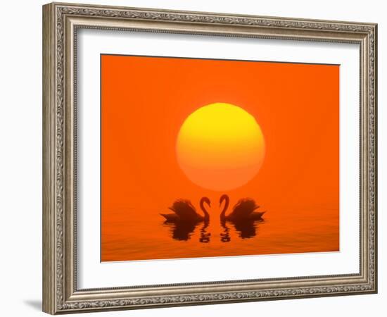 Swans with Sundown (M)-Ludwig Mallaun-Framed Photographic Print