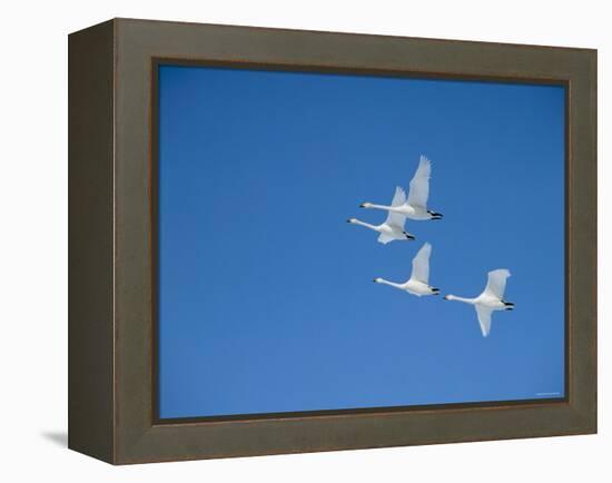 Swans-null-Framed Premier Image Canvas