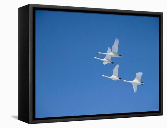 Swans-null-Framed Premier Image Canvas