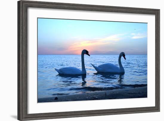 Swans-lindama-Framed Photographic Print