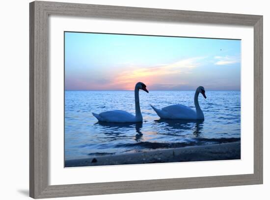 Swans-lindama-Framed Photographic Print
